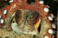  Octopus vulgaris  